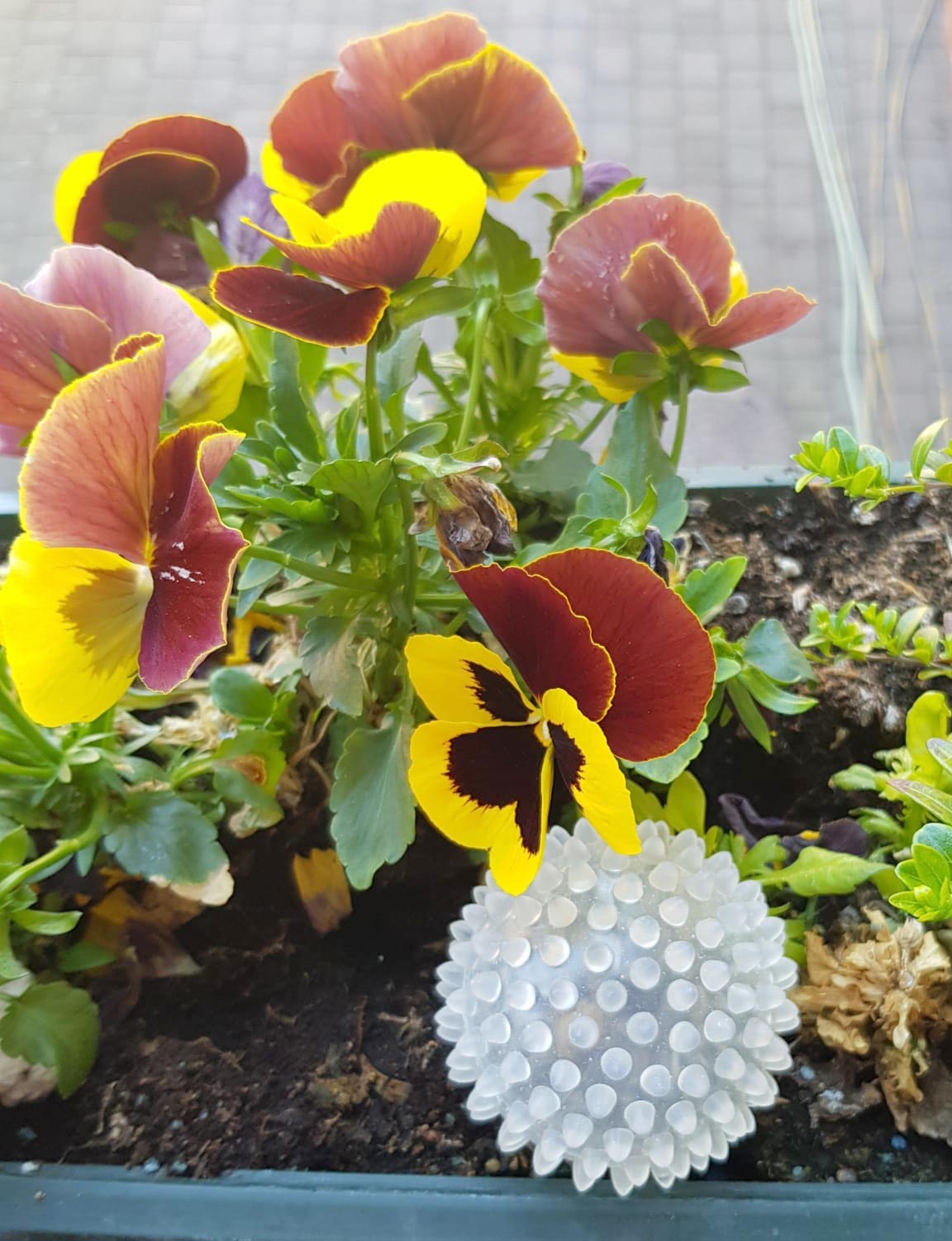 En casi todo el mundo se encuentra el virus (Foto: Molina).